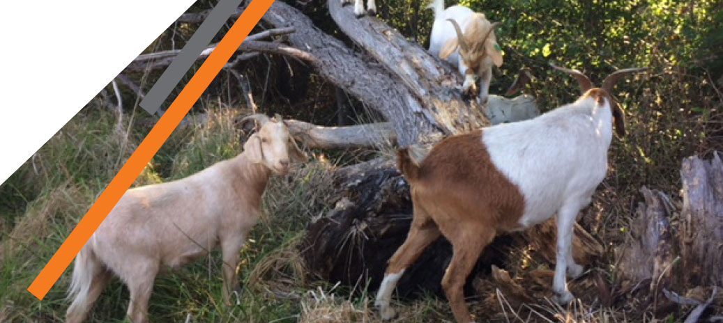 Goats grazing on weeds on the shore of Lake Burley Griffin.