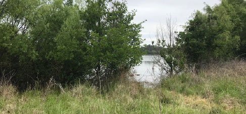 Lake Burley Griffin - Before Grazing