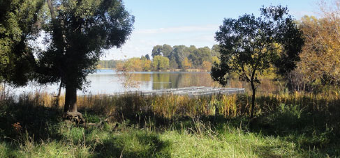 Lake Burley Griffin - After Grazing