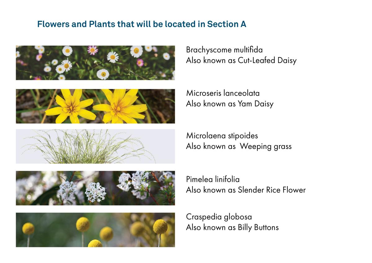 Flowers and plants that will be located in Section A