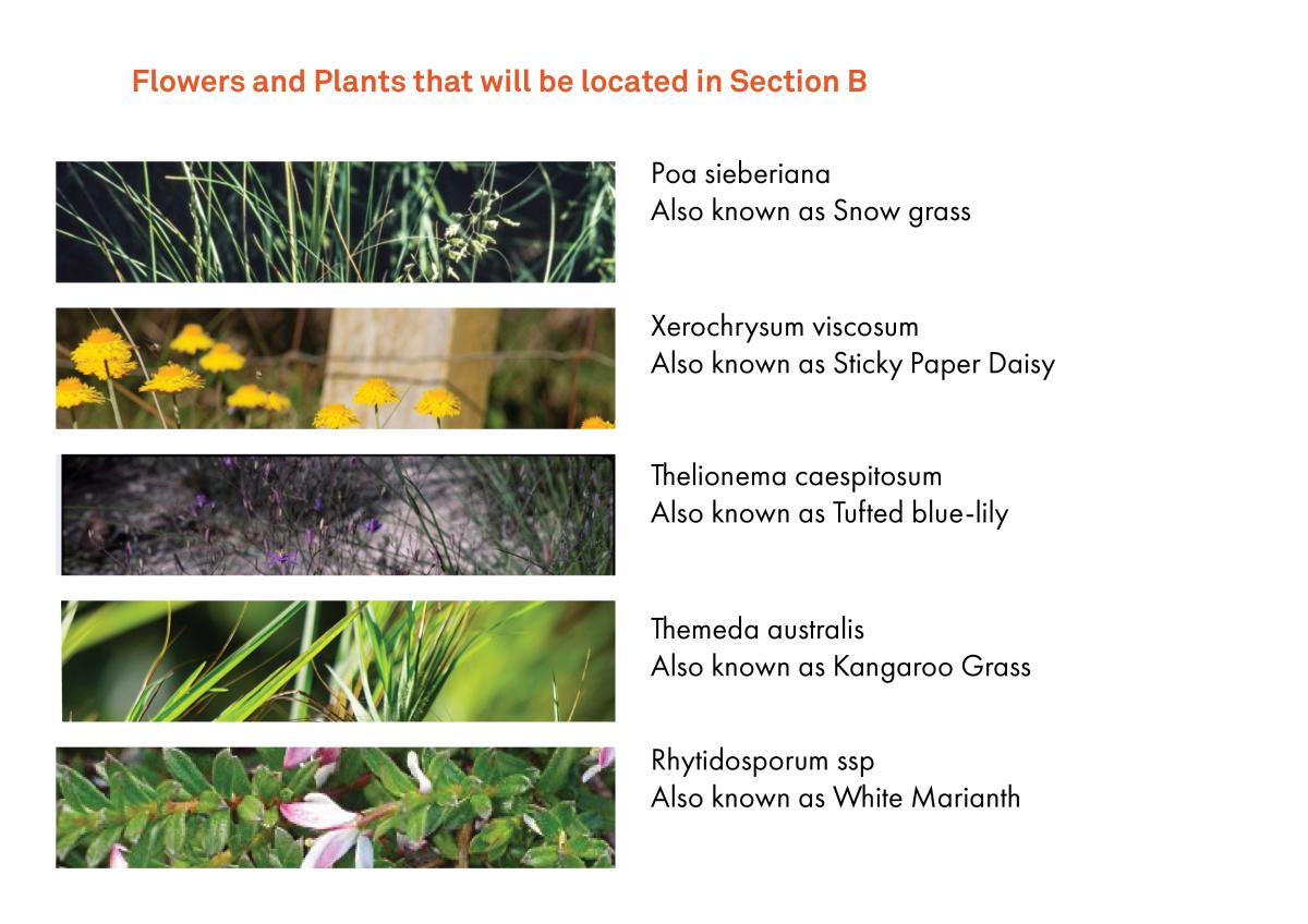 Flowers and plants that will be located in Section B