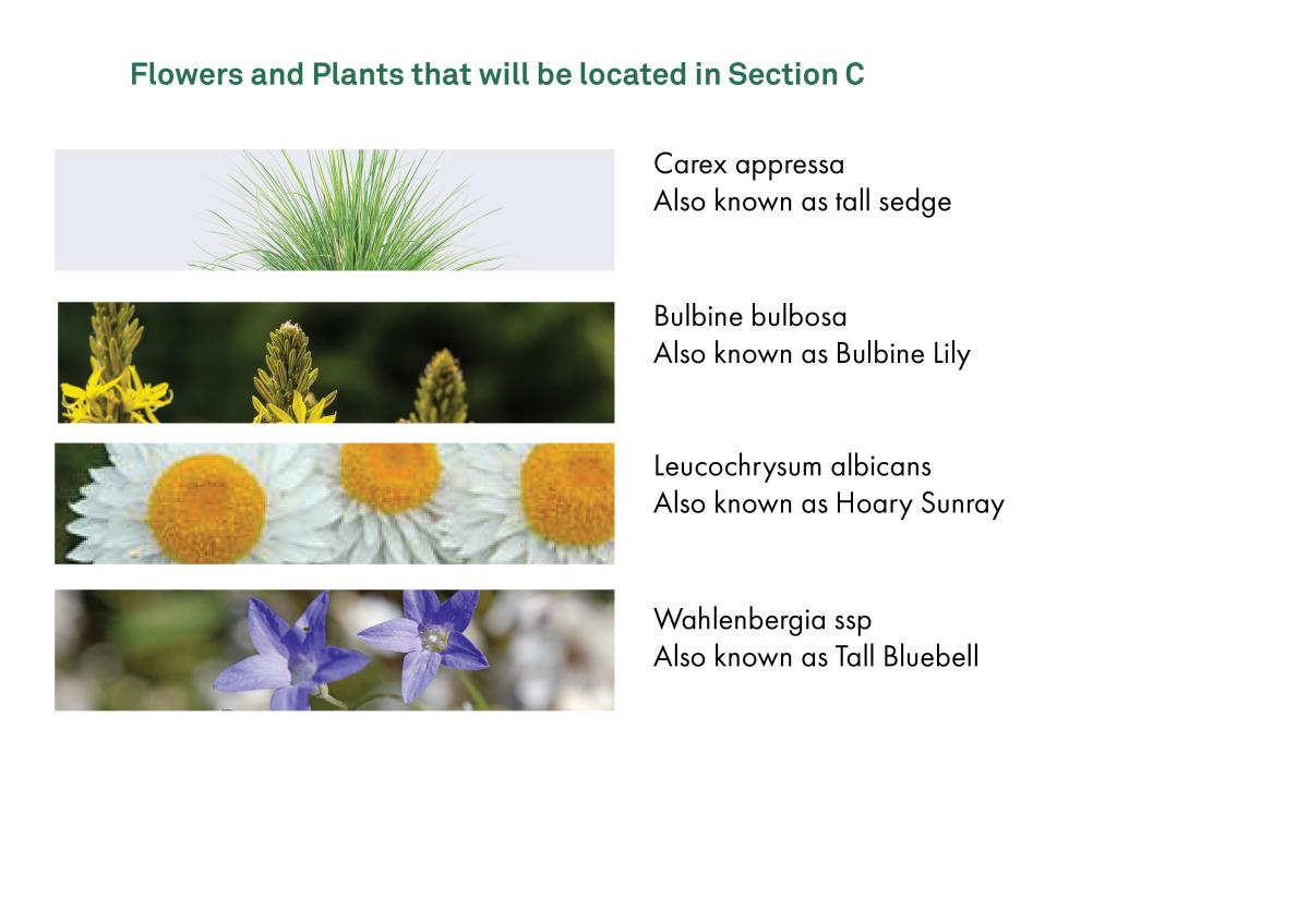 Flowers and plants that will be located in Section C