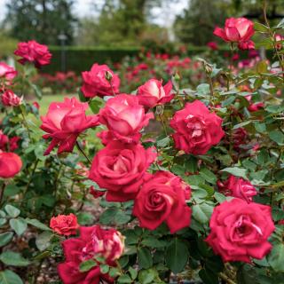 Bright pink roses in a garden