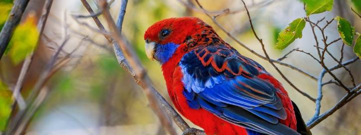 Rosella on tree.