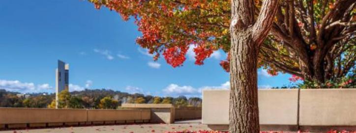 Tree Management Policy