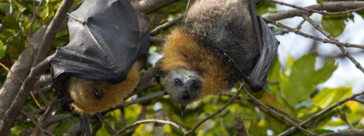 Grey headed top flying foxes