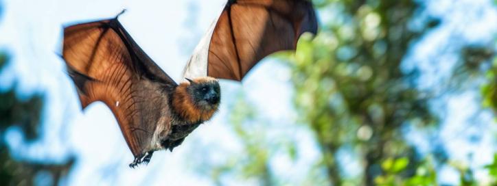 Grey headed Flying Fox Information and Health Advice National Capital Authority