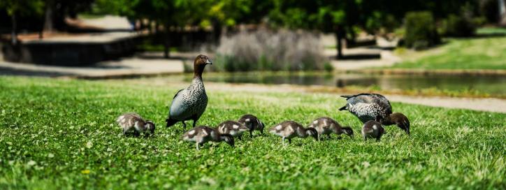 Tweet Trail at Commonwealth Park, Parkes.
