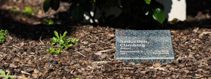 Old Parliament House Gardens - Rose Plaques.
