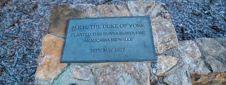 Bunya Pine Tree plaque, Parkes.