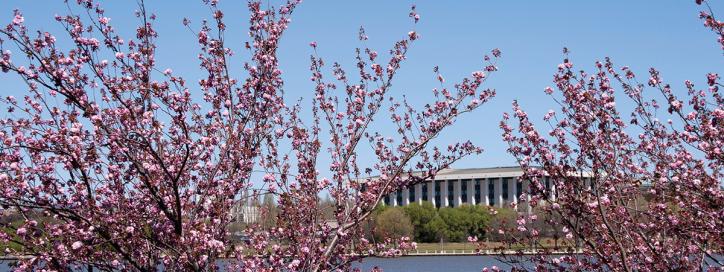 Japanese Cherry Tree Grove, Parkes. 