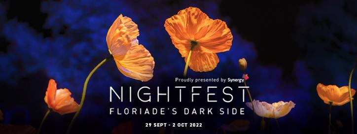 Orange Tulips against a dark blue night sky