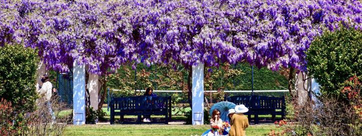 Wisteria in bloom in the Old Parliament House Rose Gardens. 