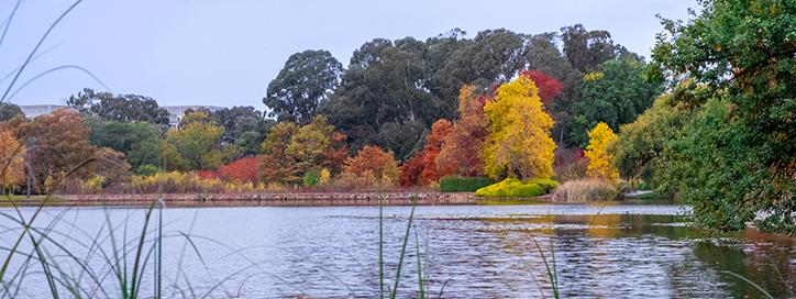 Photo of trees surrounding Nerang Pool Commonwealth Park