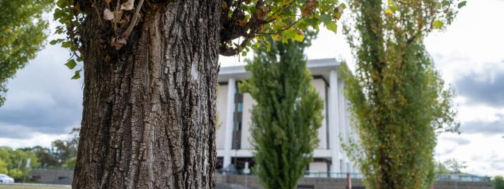 NLA Lombardy Poplars