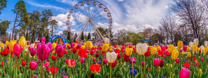Floriade Flowers and Ferris Wheel