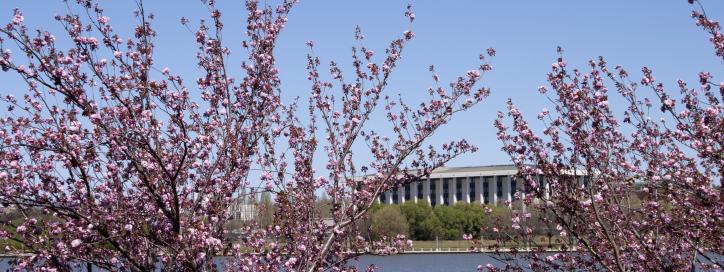 Cherry Blossoms on lake