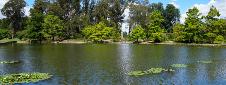 Lilly Pond
