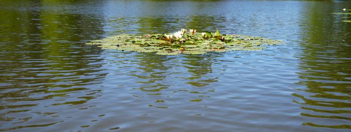 Water quality header