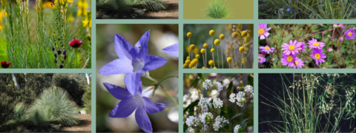 Side Garden plant Collage