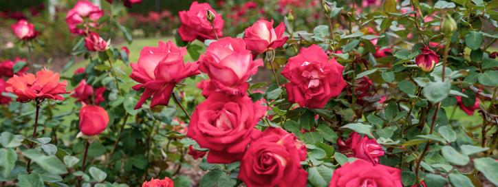 Bright pink roses in a garden