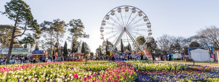 Thousands of colourful flowers in a garden bed with a Ferris wheel in the background