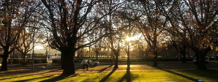 Trees at King Edward Terrace