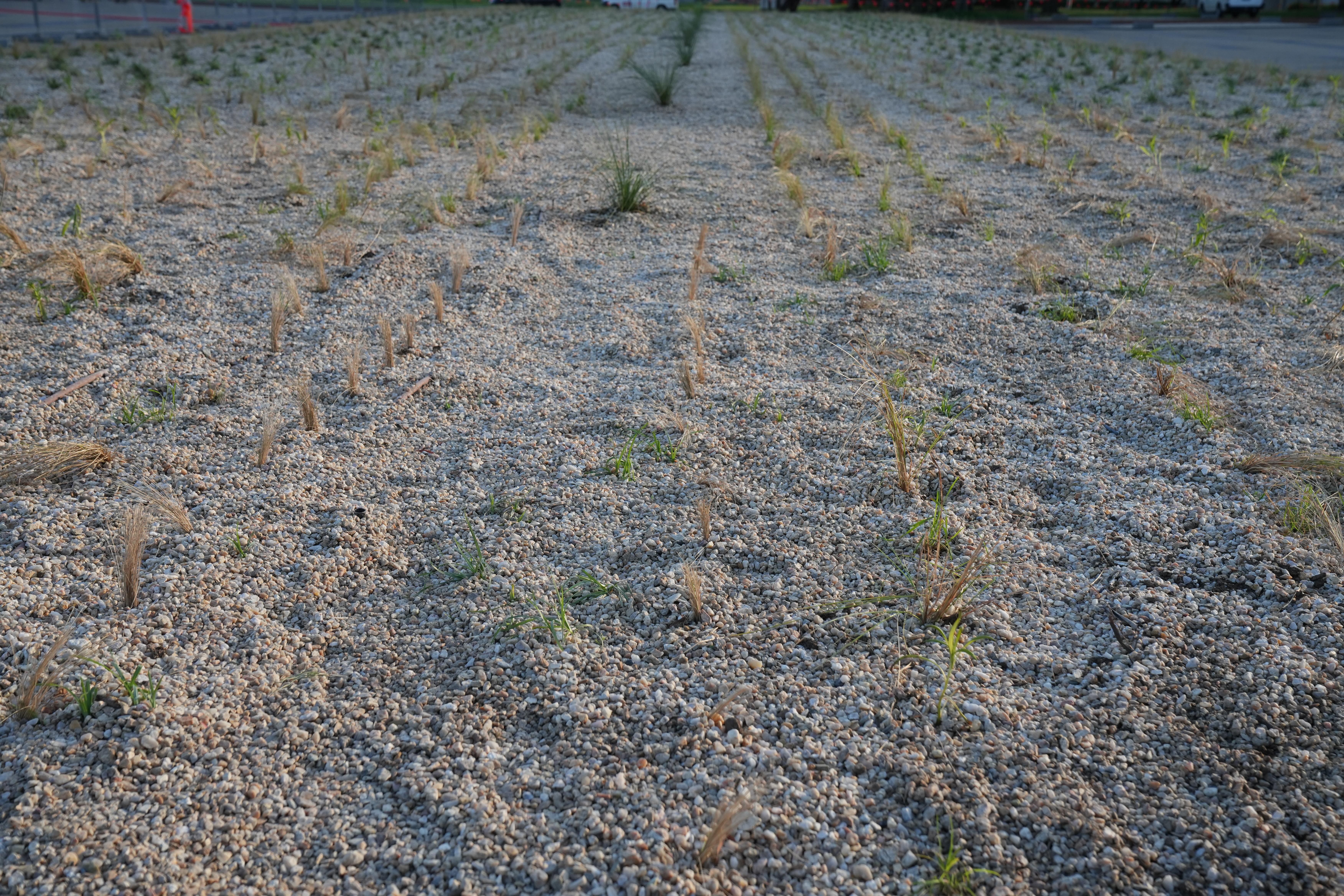 Federation Plaza side garden - 3