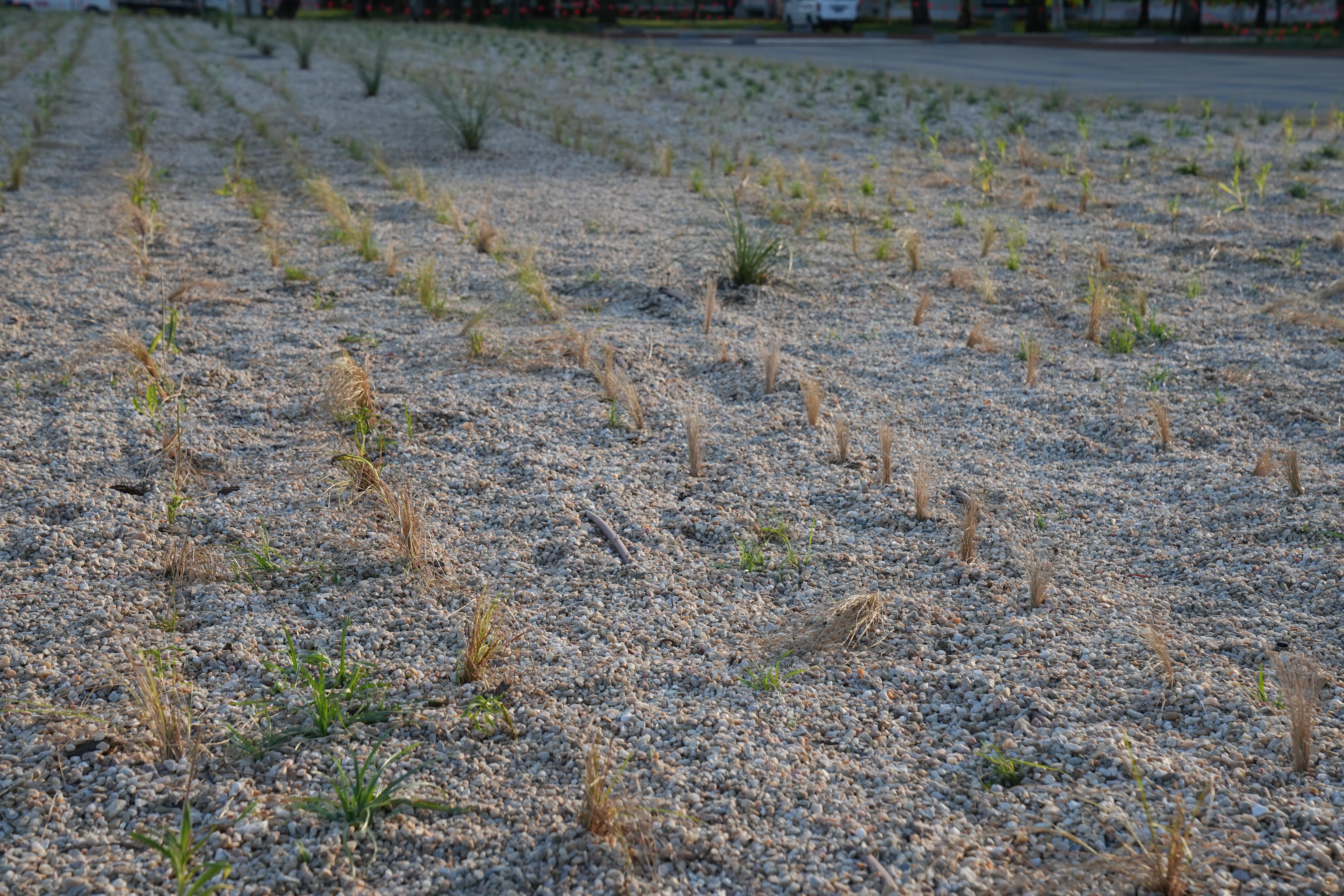 Federation Plaza side garden - 4