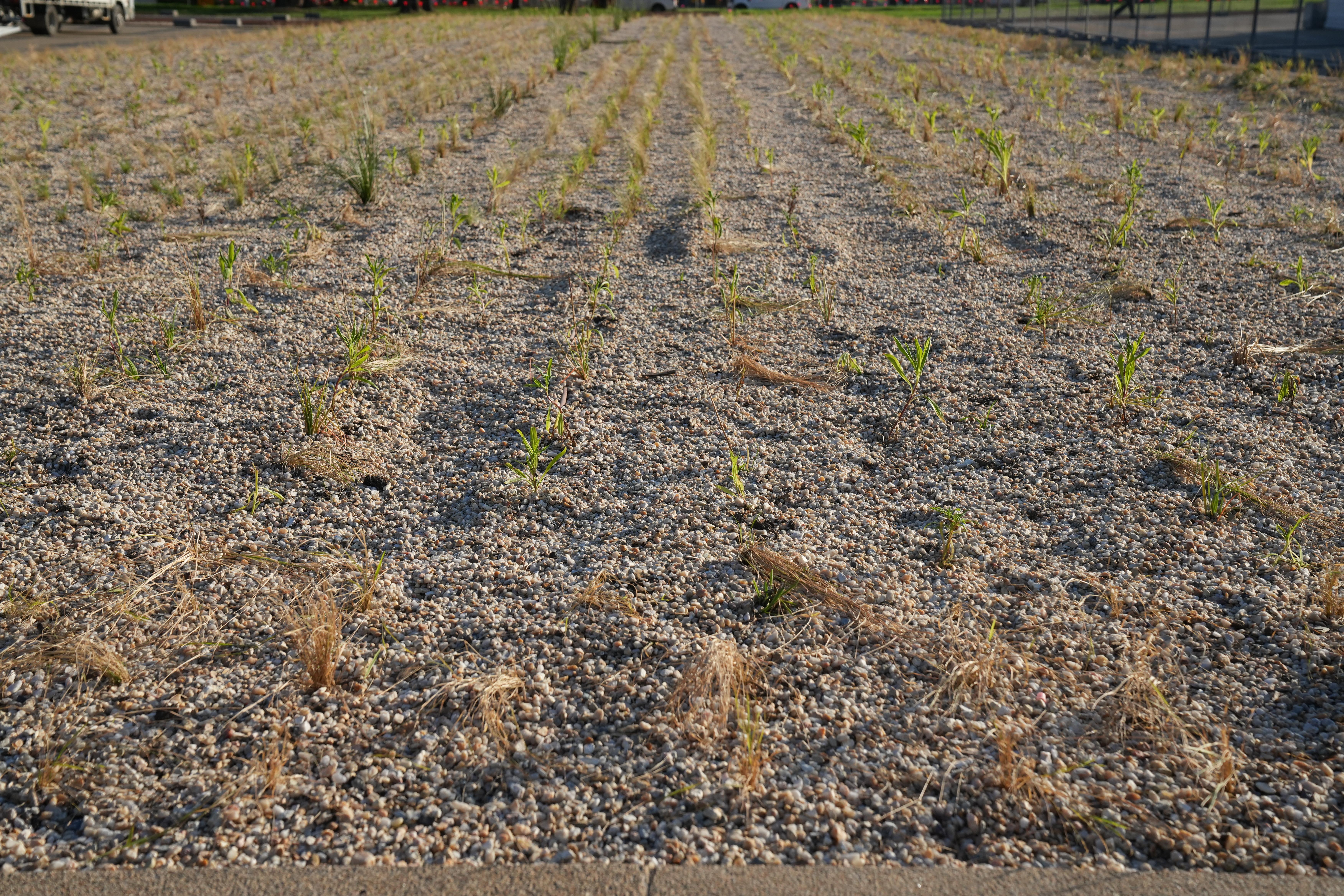 Federation Plaza side garden - 5