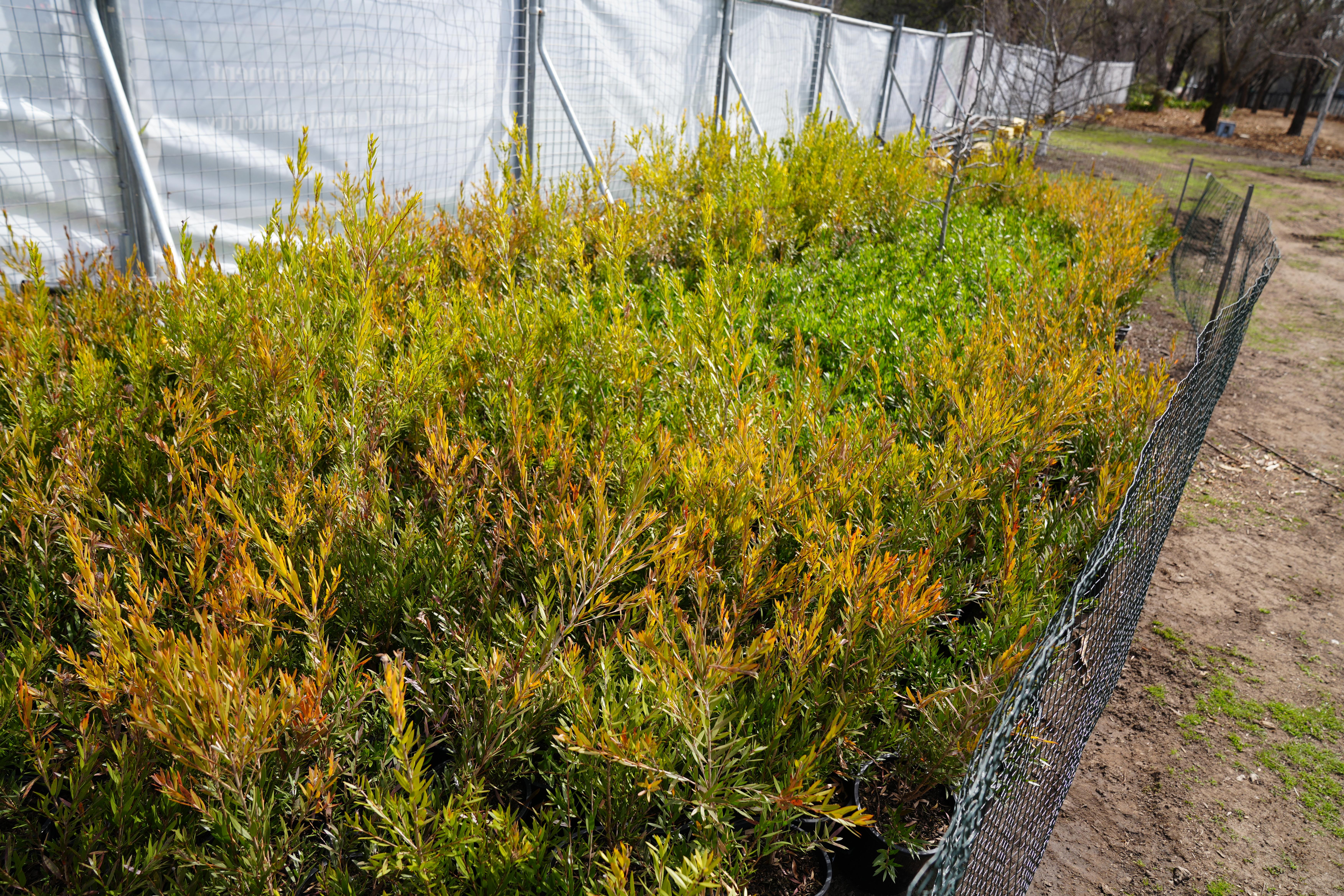 Parkes Way Planting 2