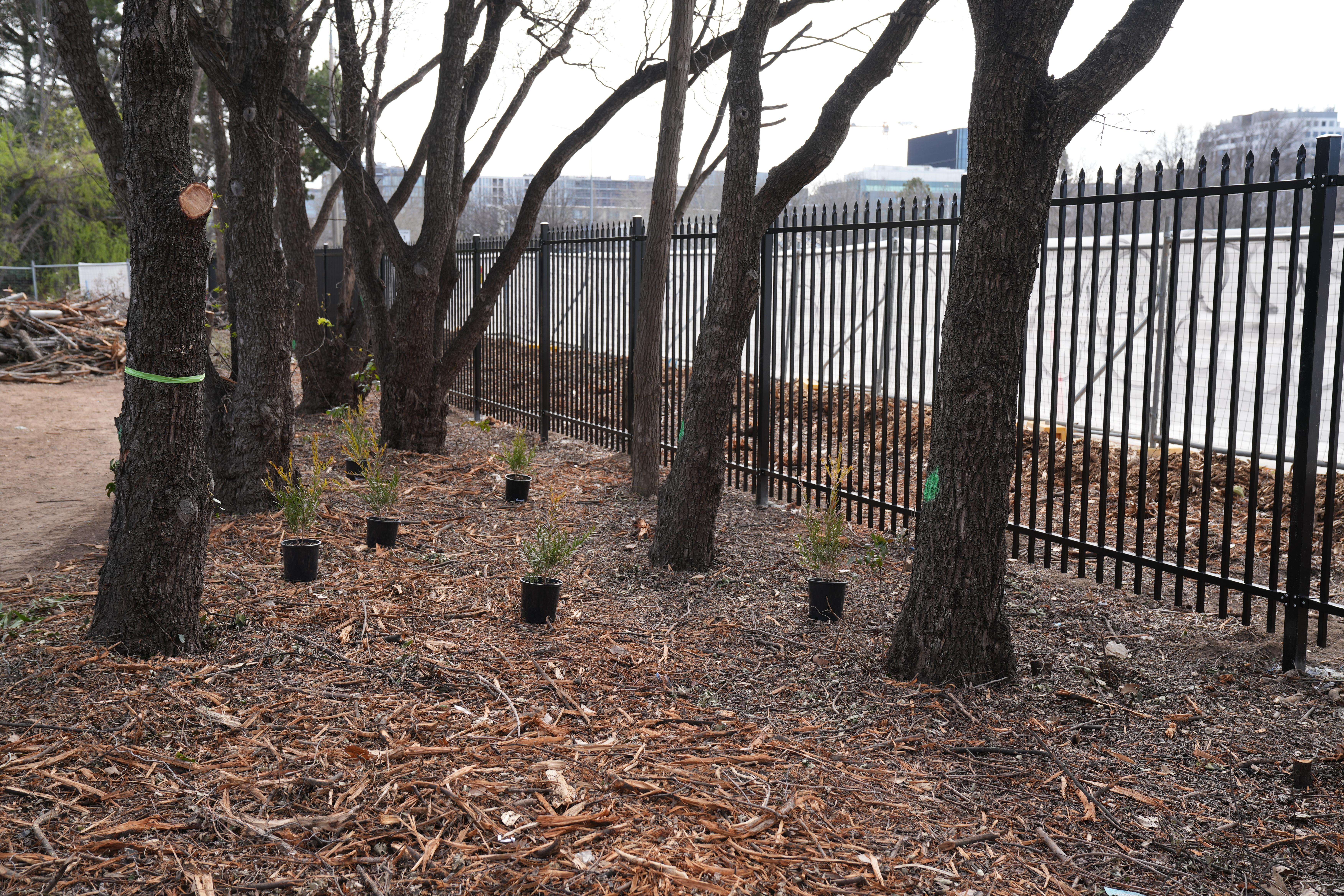 Parkes Way Planting 5