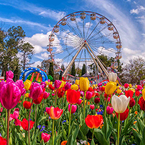 Colourful flowers and a ferris wheel on a blue sky