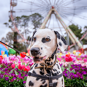 Dalmation in front of flowers