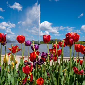lake and tulips