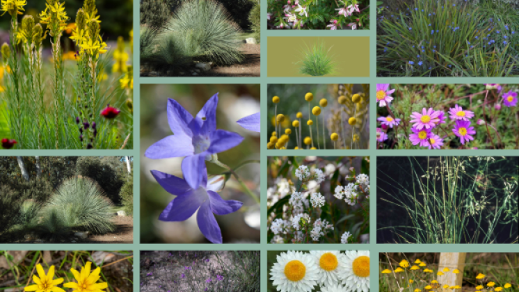 Side Garden plant Collage