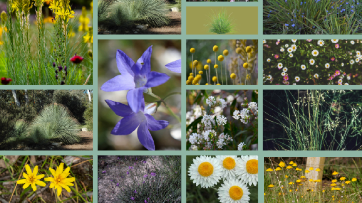 Side Garden plant Collage