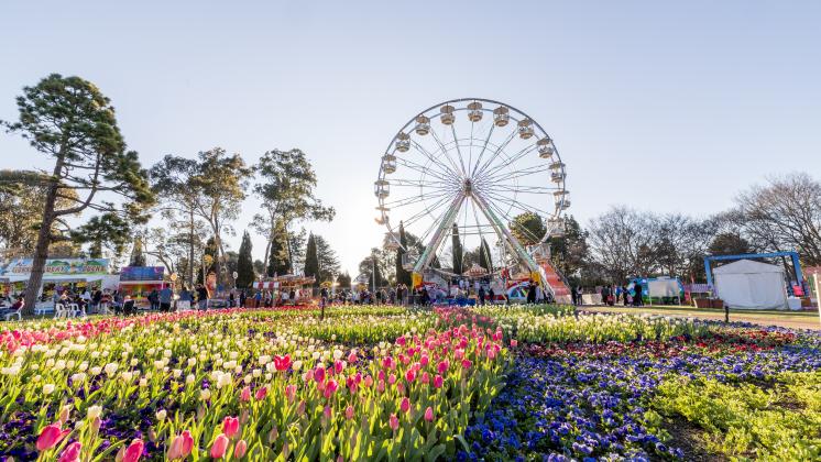 Thousands of colourful flowers in a garden bed with a Ferris wheel in the background