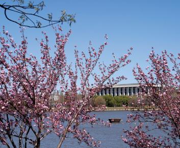 Japanese Cherry Tree Grove, Parkes. 