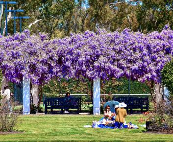 Wisteria in bloom at Old Parliament House Garden. 