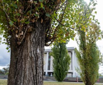NLA Lombardy Poplars