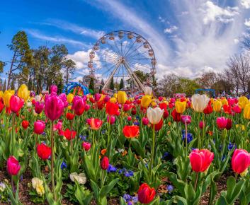 Floriade Flowers and Ferris Wheel