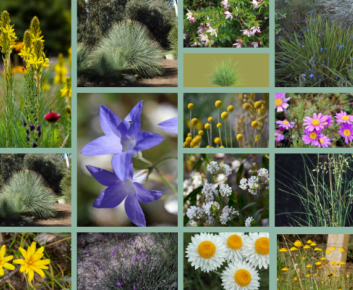 Side Garden plant Collage