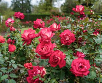 Bright pink roses in a garden