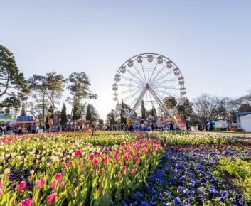 Thousands of colourful flowers in a garden bed with a Ferris wheel in the background